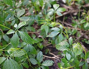 野草